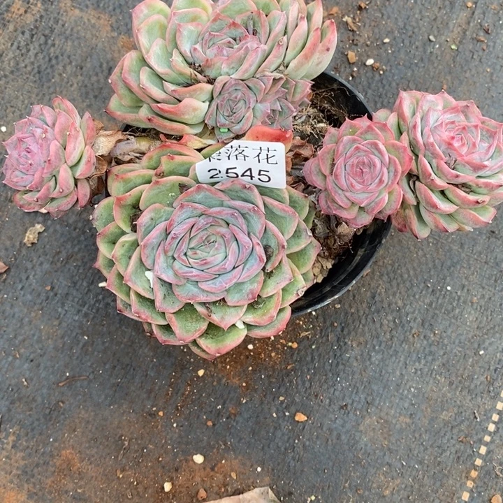 用***2精品多肉植物2545