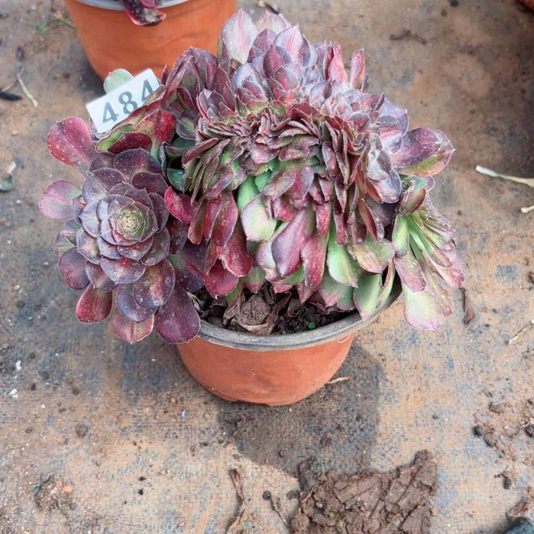 484 号多肉法师植物