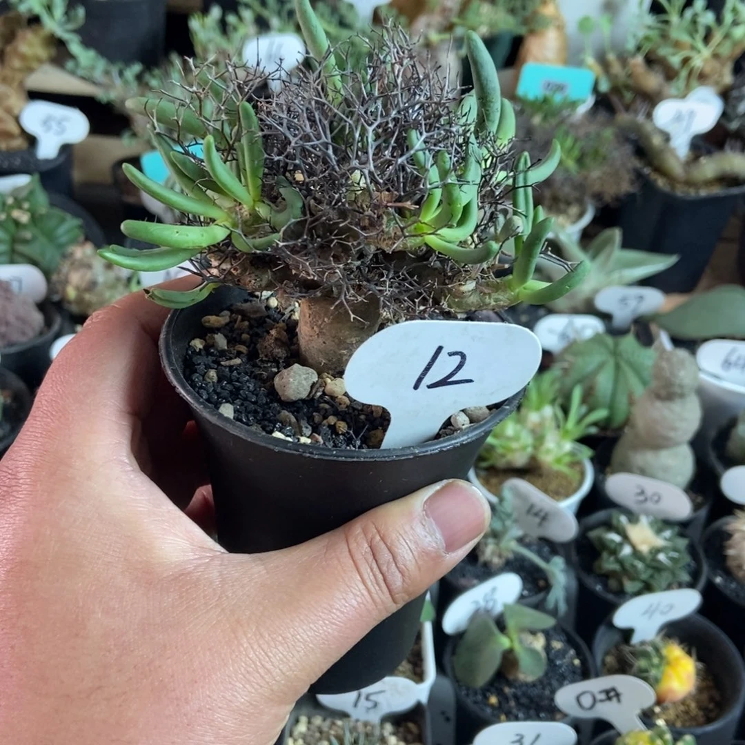 钢丝万物想一物一拍