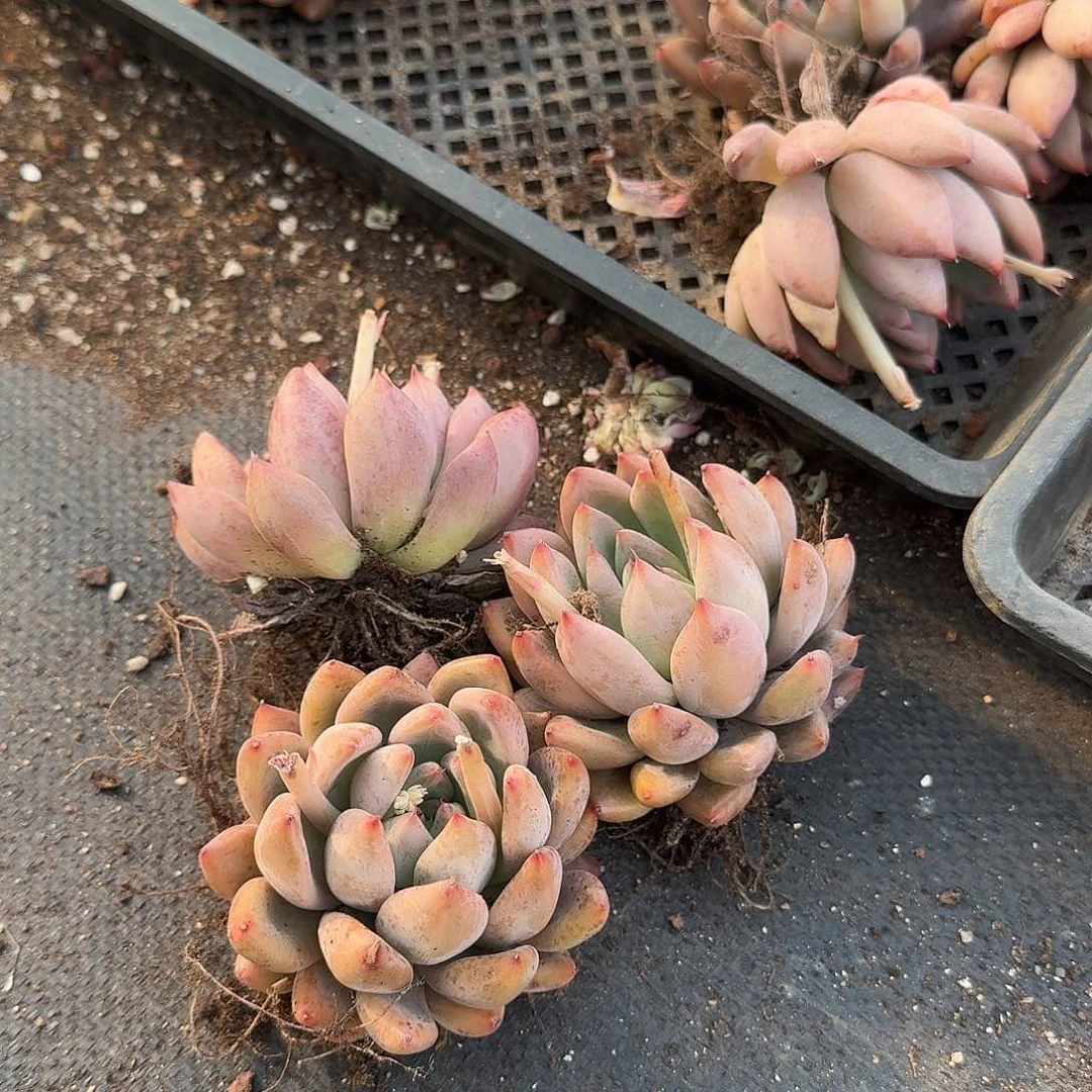 婚戒三颗量拍159