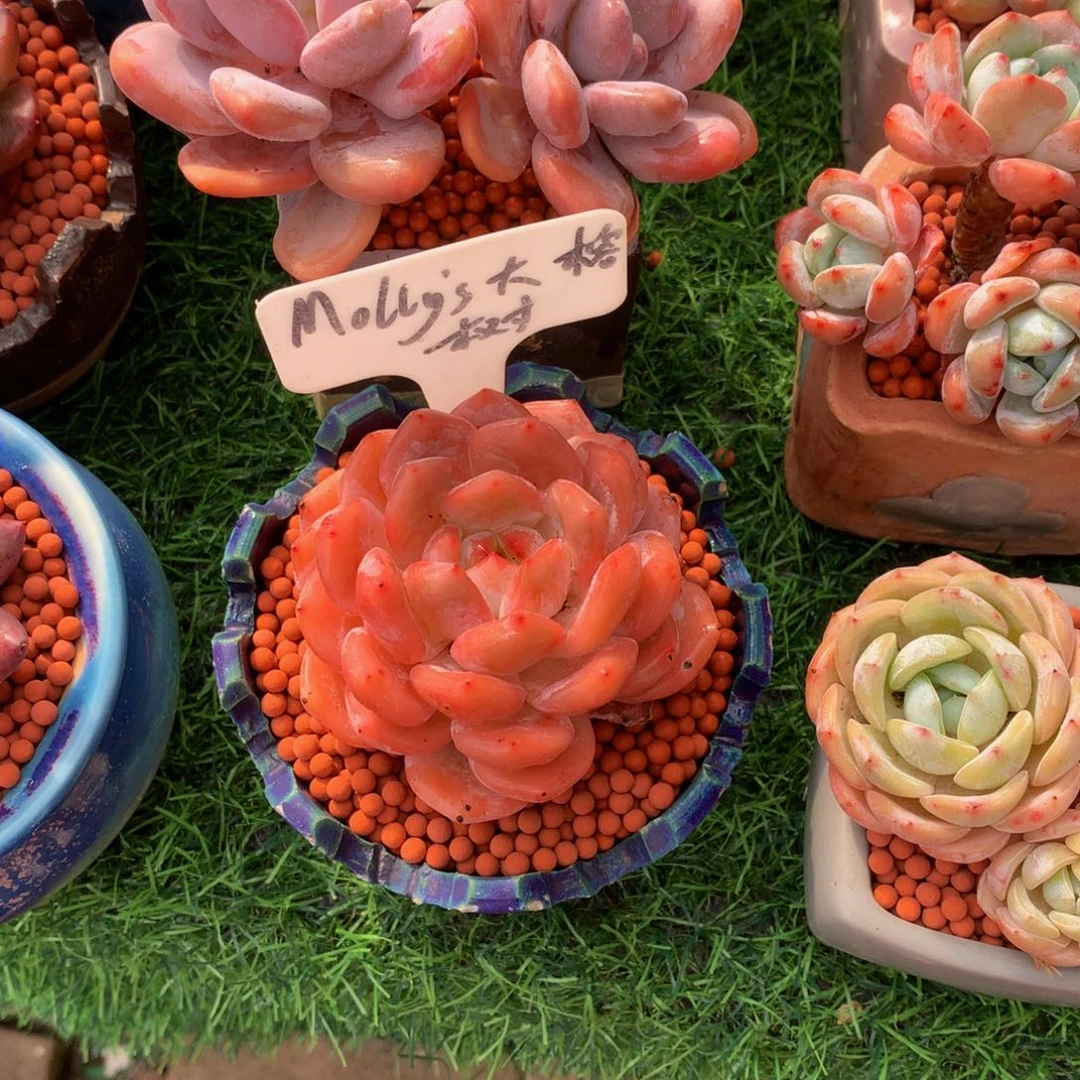 (***)多肉植物636363637373