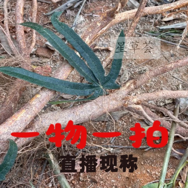 【直播现称通用连接】新鲜现挖农产品整根老货根茎类泡洒煲汤