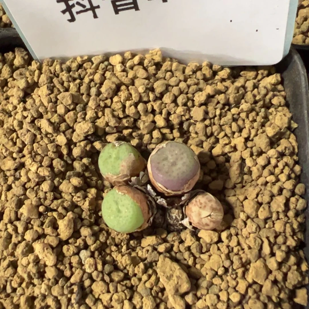 4-126奶油嘴多肉植物