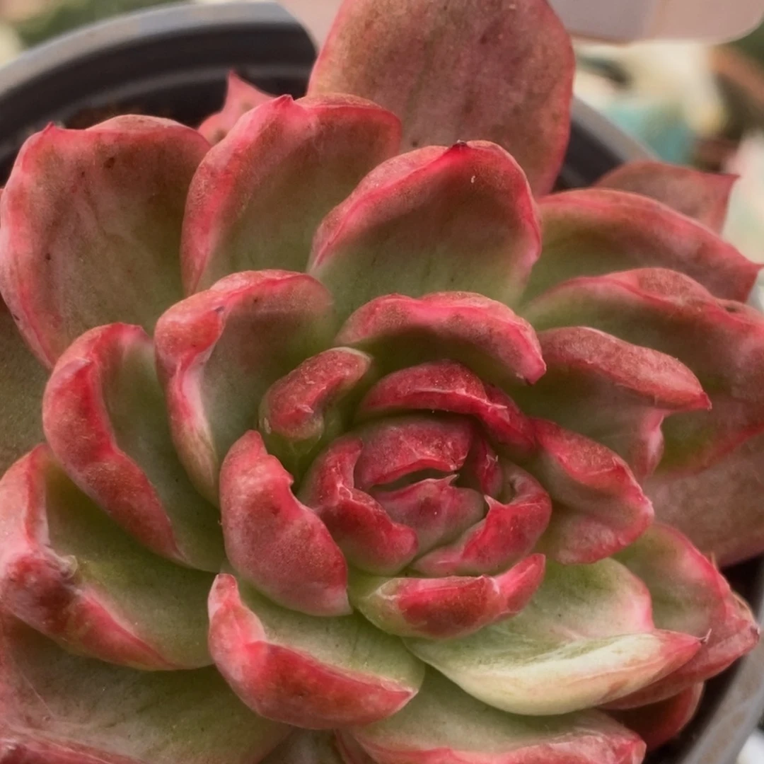 291红舞东云锦锦锦锦锦锦锦