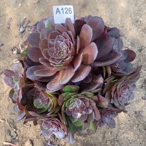 花月夜捧花一物一拍