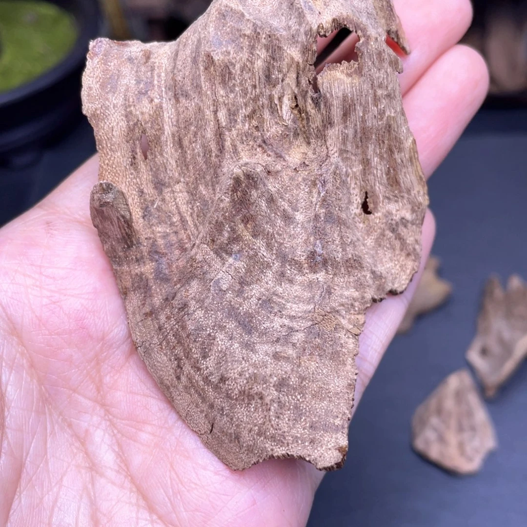 3.3克海南五指山老壳子香