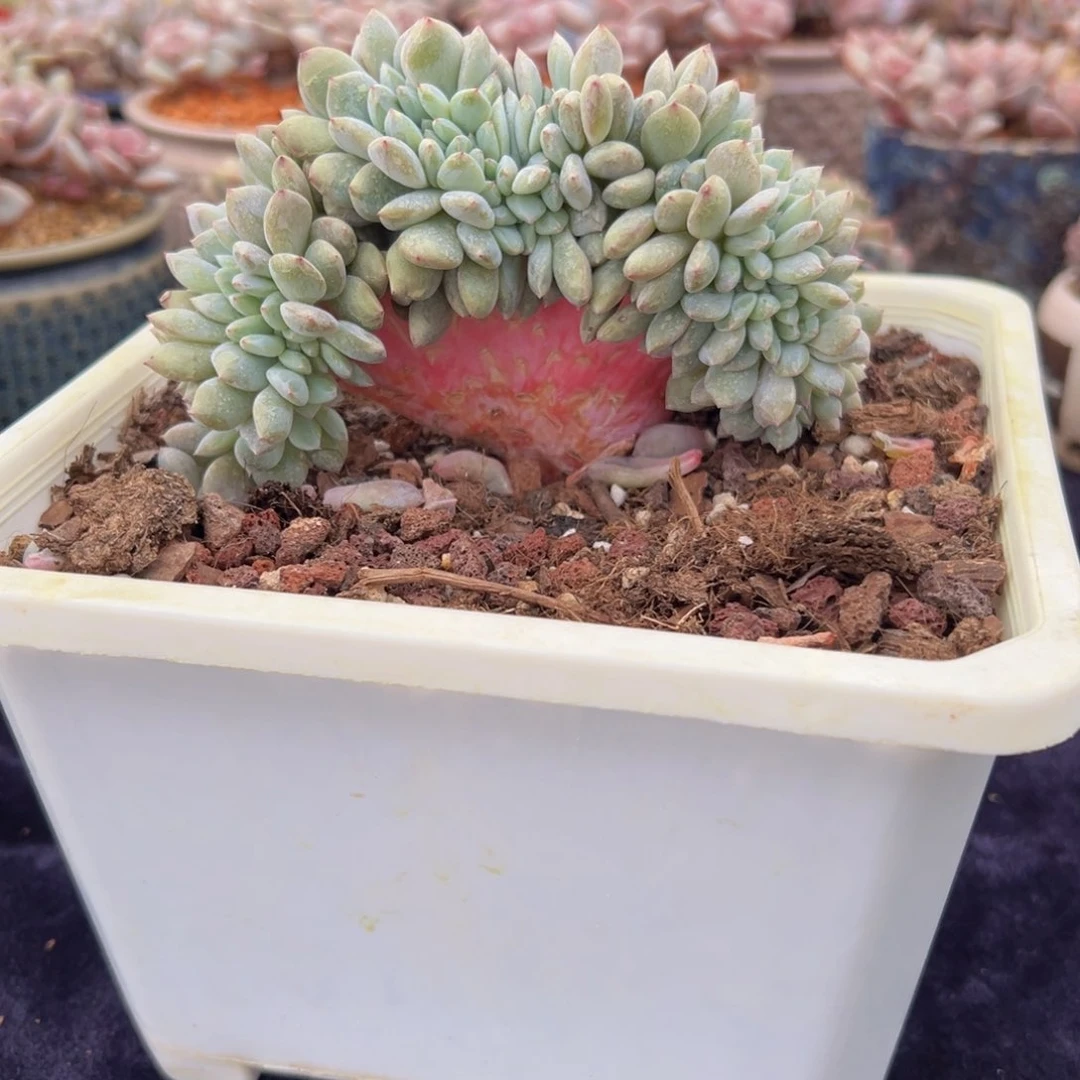 新年快乐 新年快乐