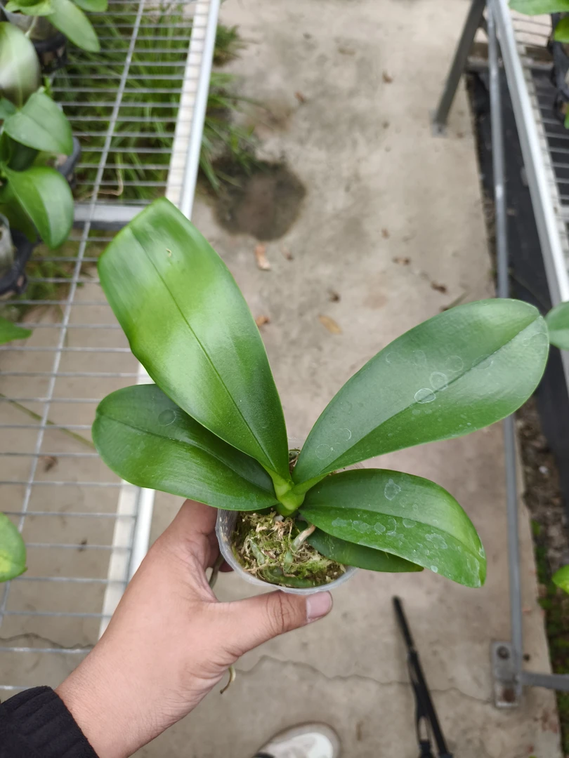 蝴蝶兰2.8寸粉宝石剪梗苗（花后苗4颗）