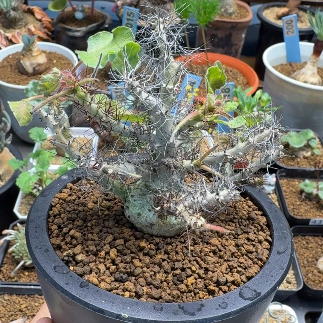 索马尼麻风树008 仙人球