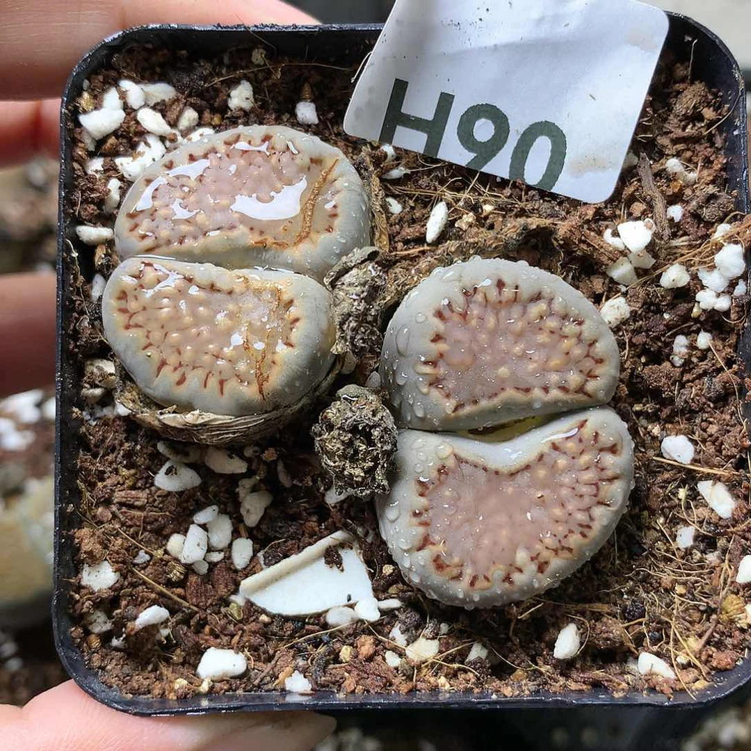 瓶**鱼H90多肉植物保护