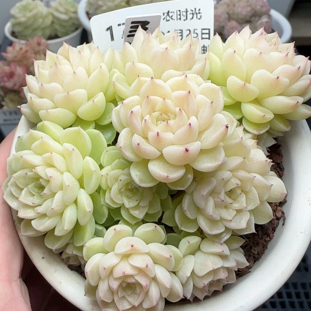 0125-176（M1-252-2）