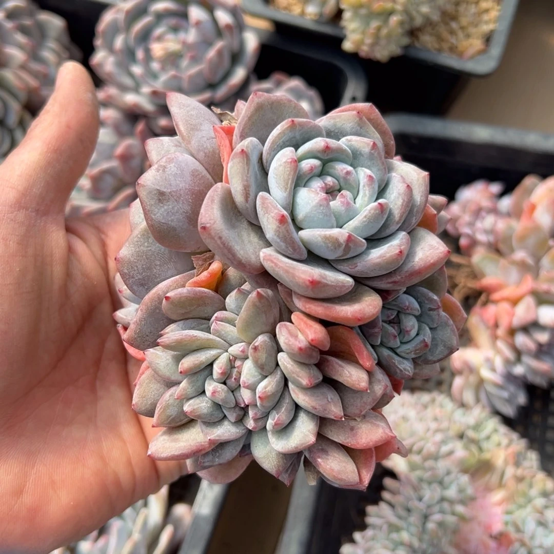 王***～新年快乐 新年快乐