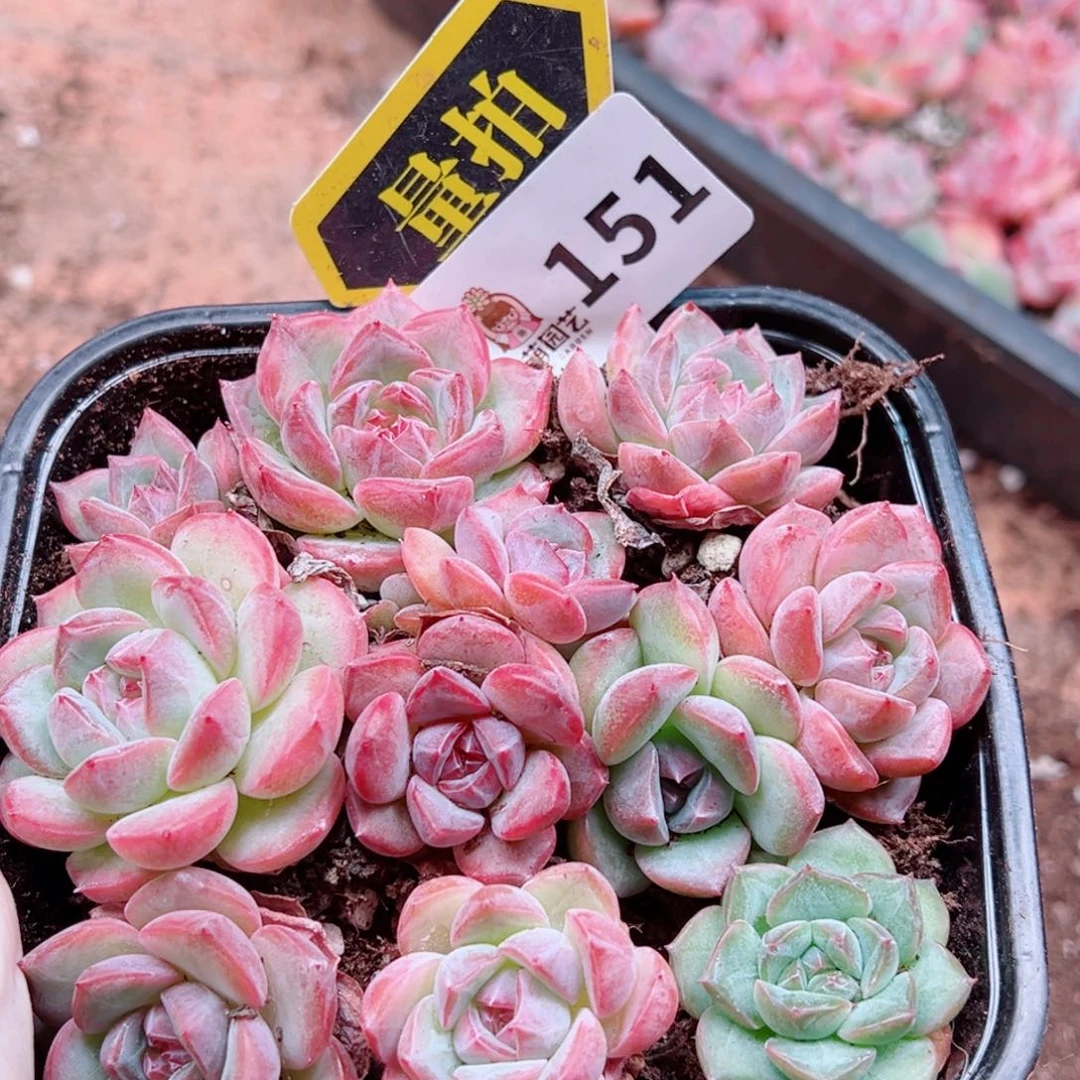 多肉植物多肉植物