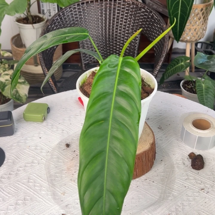 不开花植物微瑕原种PP叶长30