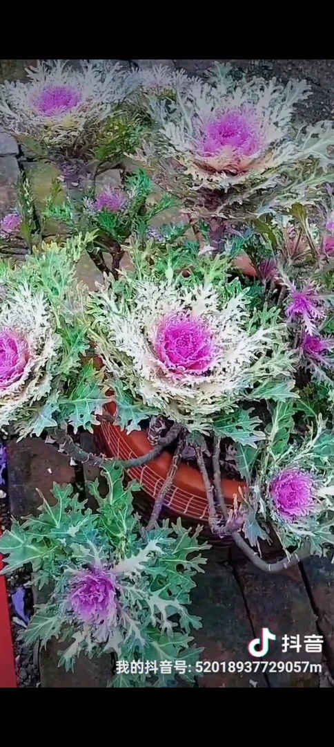 粉珊瑚30粒（会有变异）