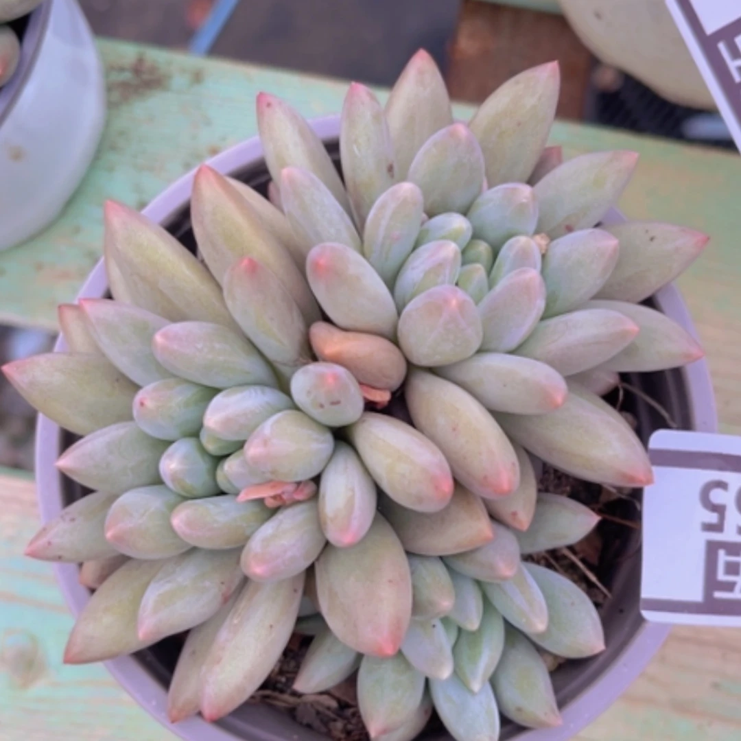 【闪购商品】水晶球3165