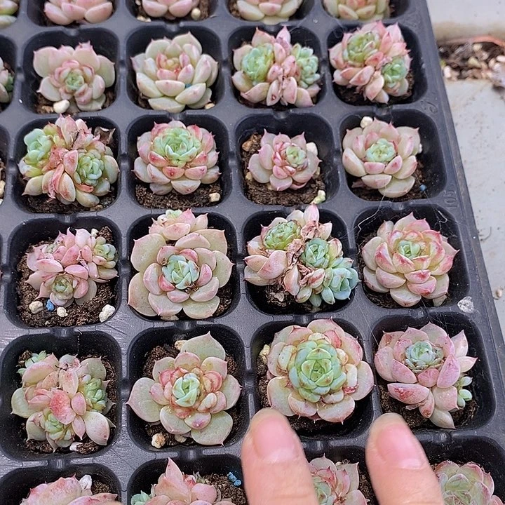 178 多肉植物盆栽花卉