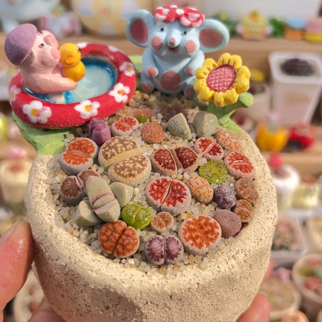 多肉植物实付9.9元包邮12号