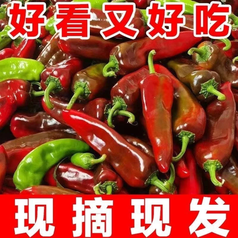 【现摘现发】新鲜花辣椒彩椒农家青紫辣椒皮薄肉厚产地直发