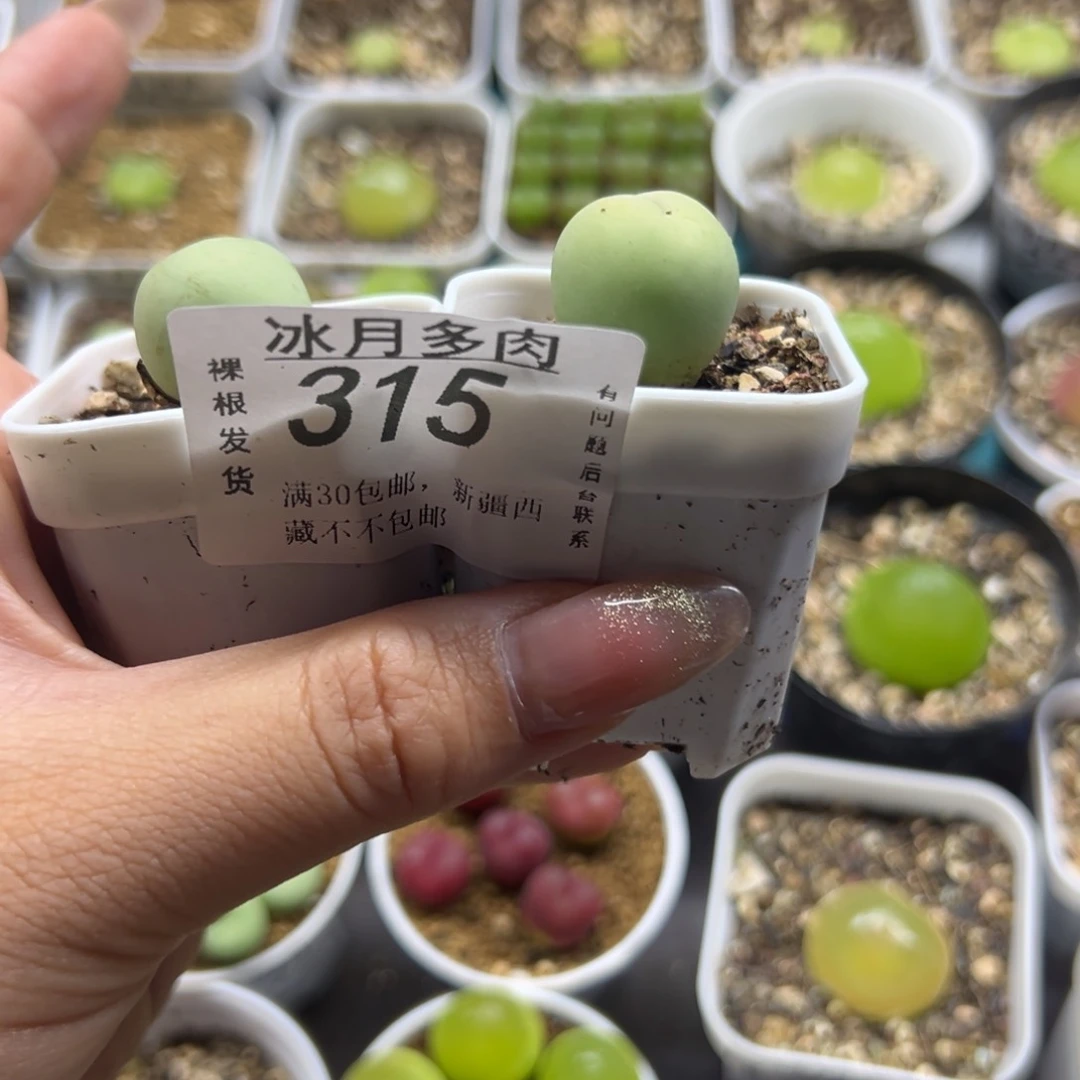 315鸽子蛋带盆土发货