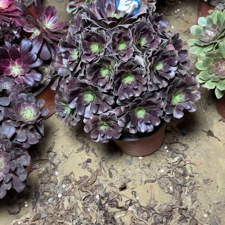 古***城多肉植物何兰法师3