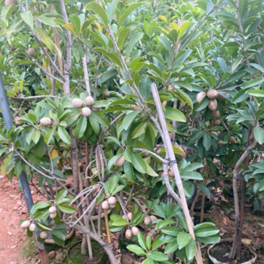 人心果大苗 软枝本地 越南香甜人心果南方庭院盆栽地栽四季果树苗