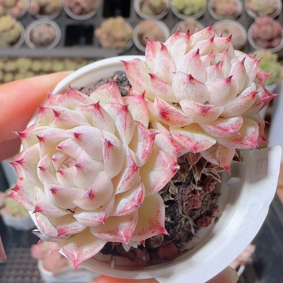 花语多肉1219-12紫魔散