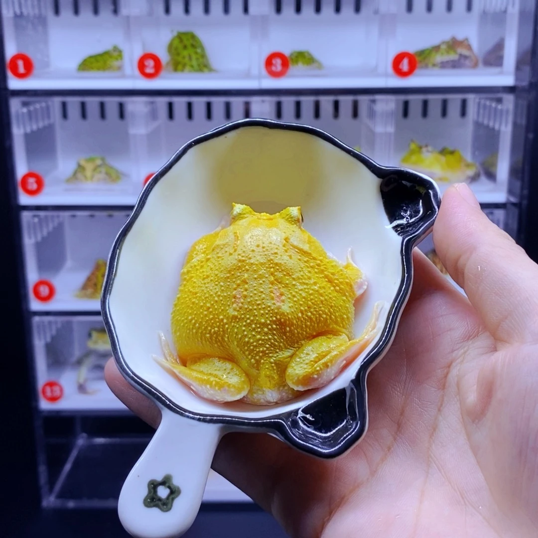 彩色蚕宝宝角蛙3-10cm闪购专享链接