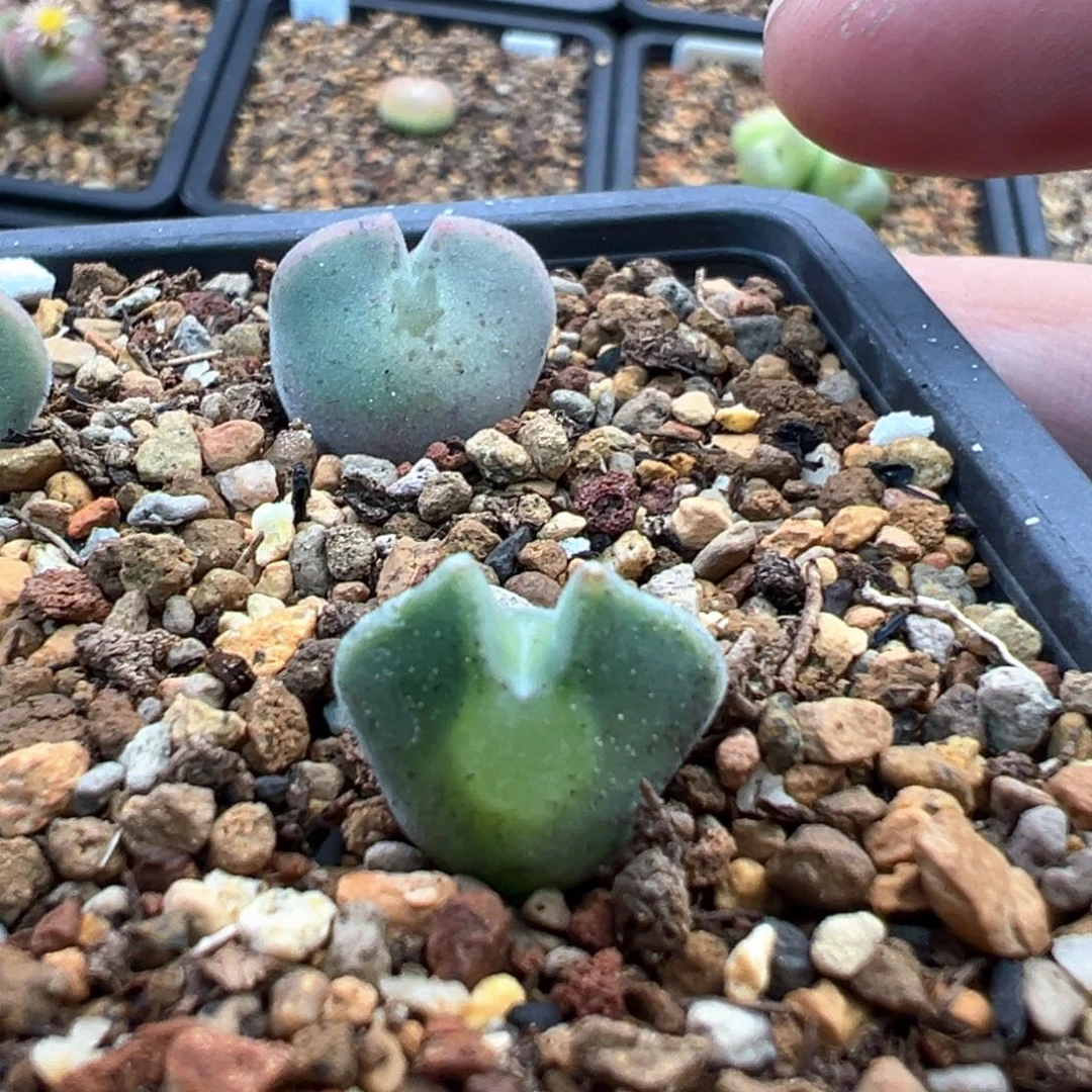 多肉单头优选空蝉一棵