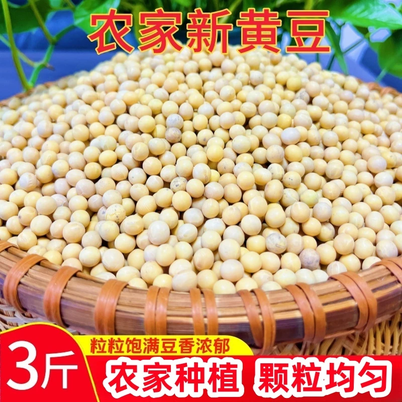 农家自种大颗粒黄豆1500g新货现发新豆可发豆芽手工细选