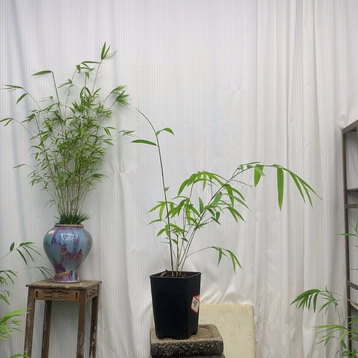 竹子竹子绿植花卉植物