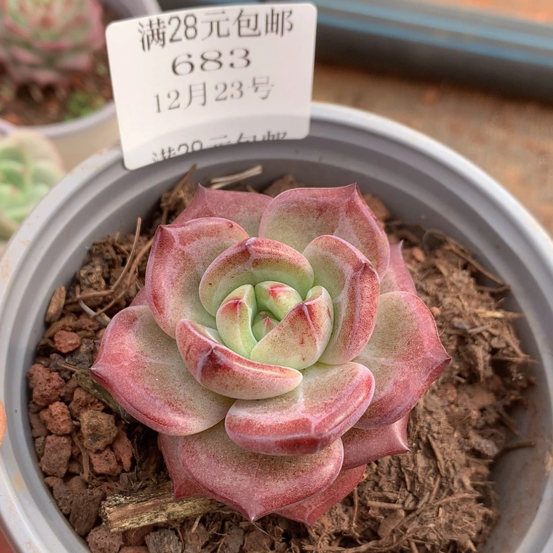 【闪购商品】云683号四厘米