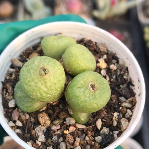 多肉肉锥 6头青团