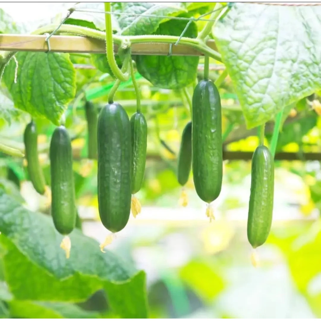 【加倍甜908黄瓜种子】加倍甜908黄瓜种籽大全四季春季