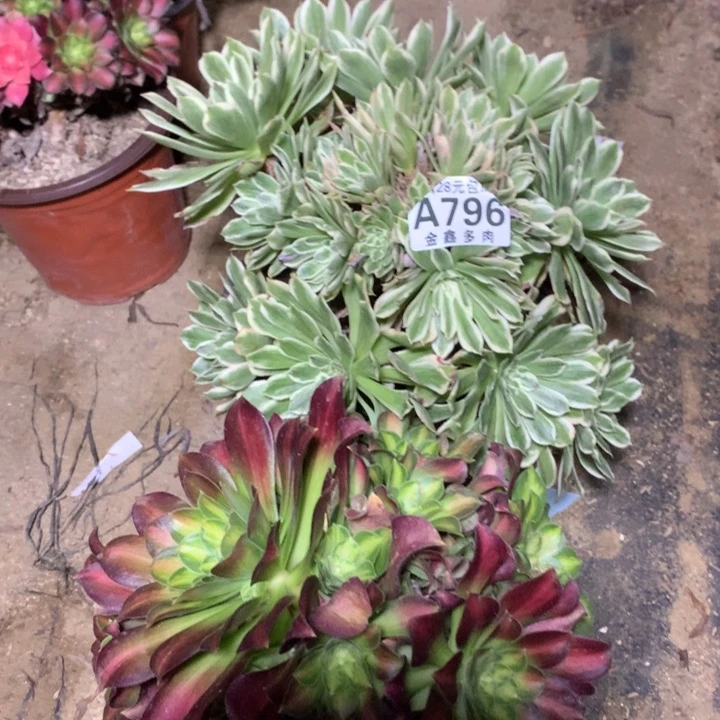 796多肉植物一物一拍