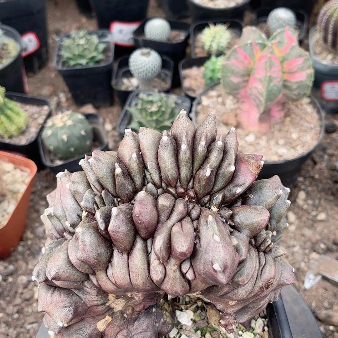 黑牡丹作画一一一一一一