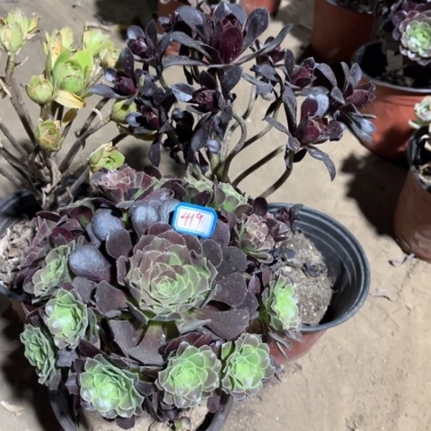 419多肉植物组合，