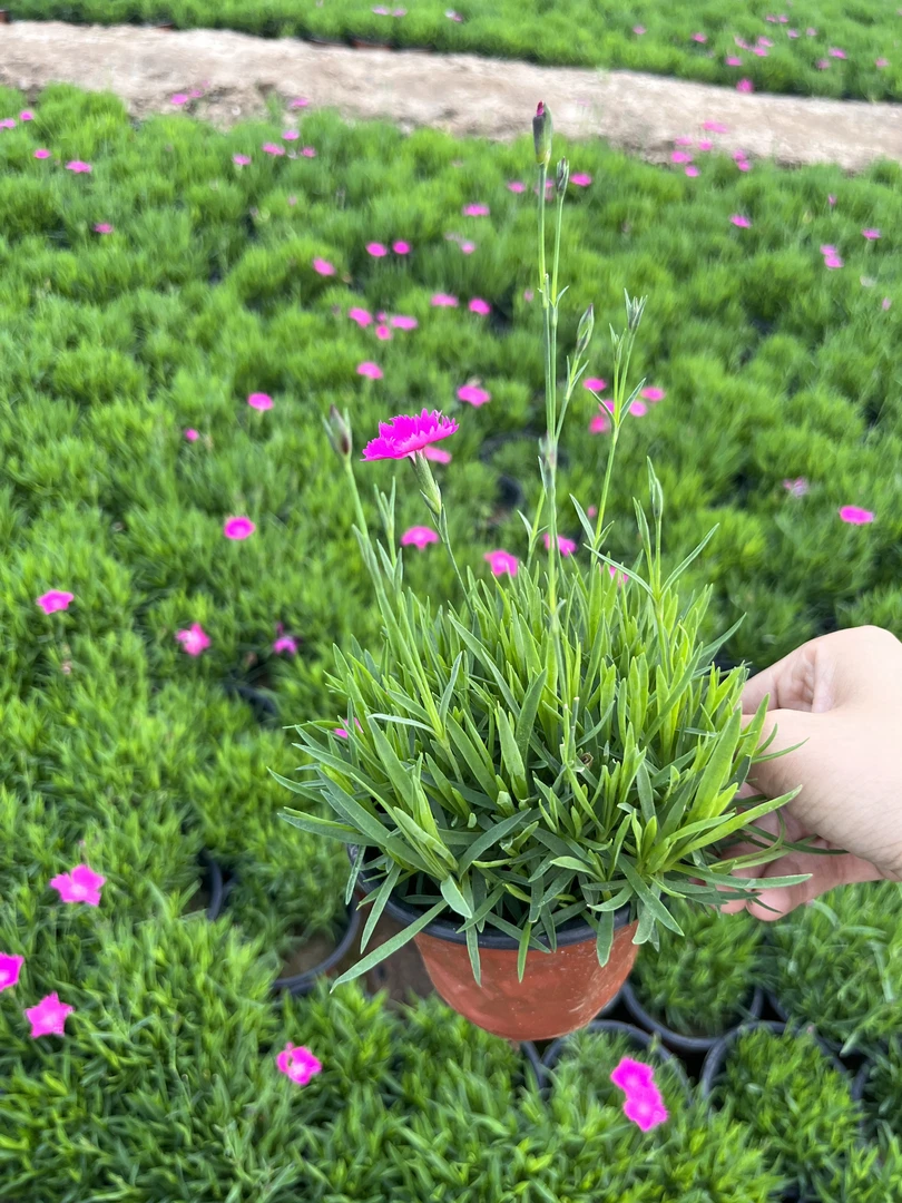 [欧石竹] 110口径盆 多年生庭院地被花期长四季开花卉植物耐寒晒