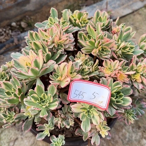 多肉植物甜茶545号