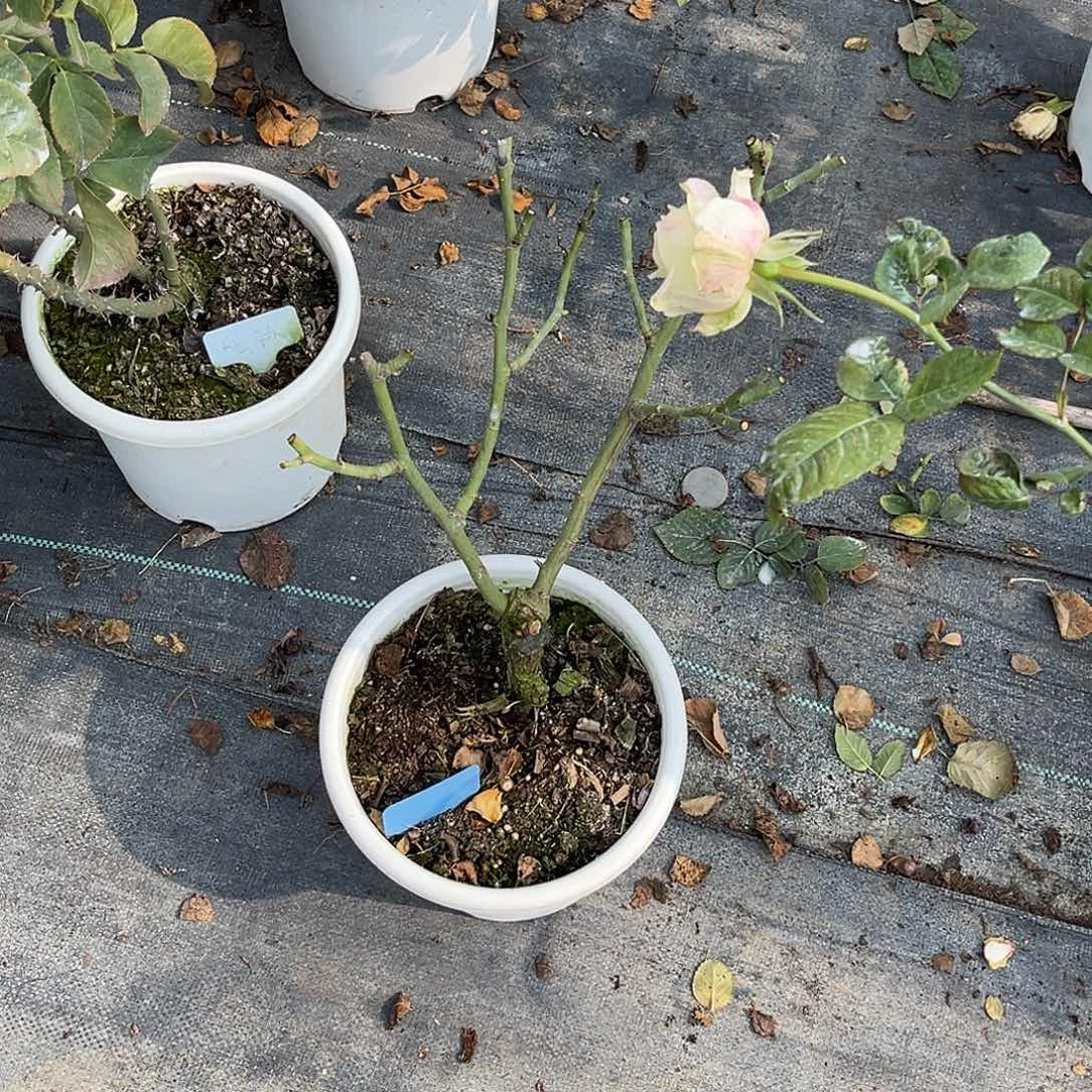 刚***友无花朵—-170 福利款