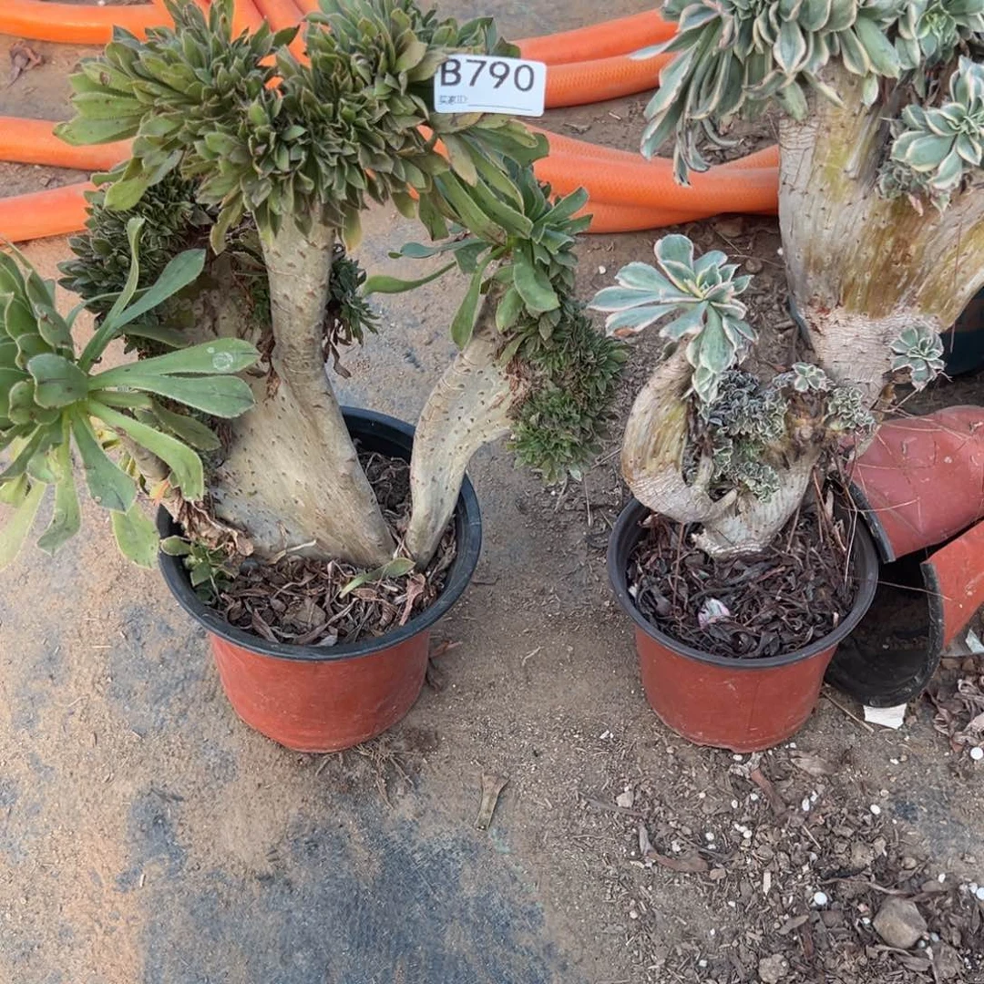 790两颗组合多肉植物法师