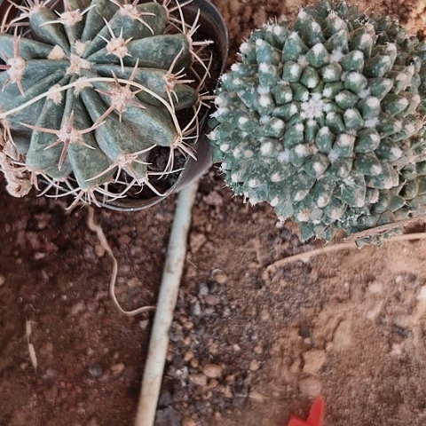 2910处理仙人球的方法