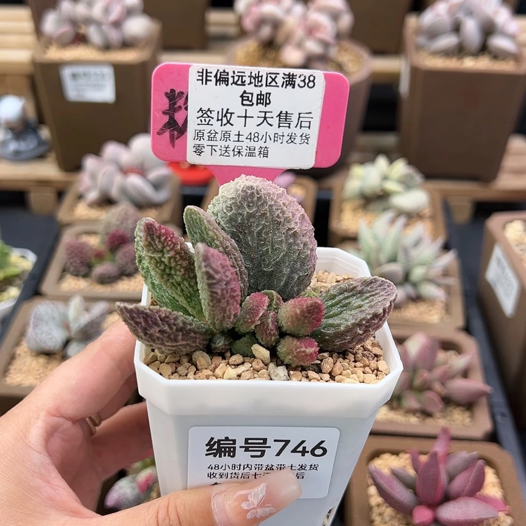 ?*?746苍龙多肉植物
