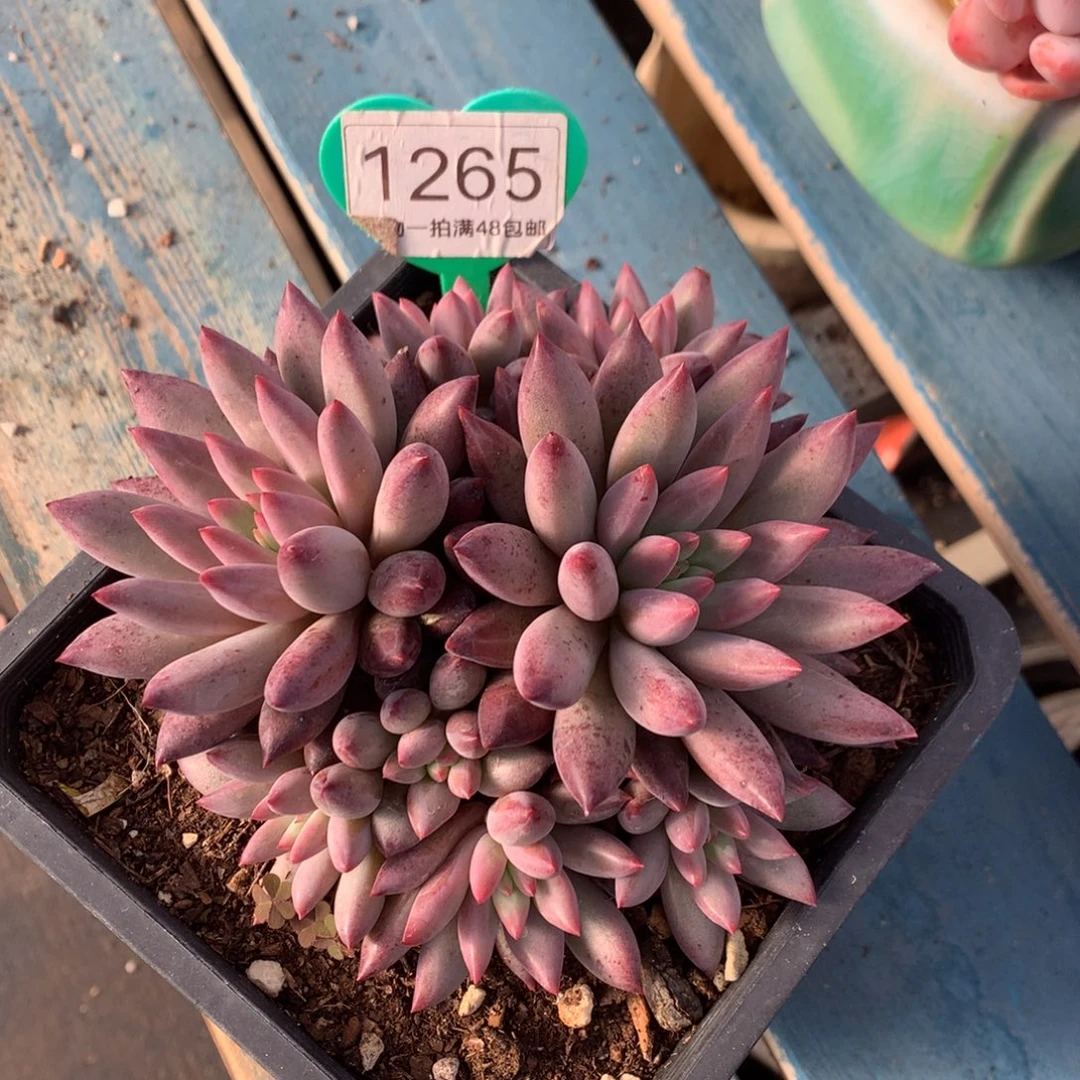 紫***晶车厘子无砍平头1265