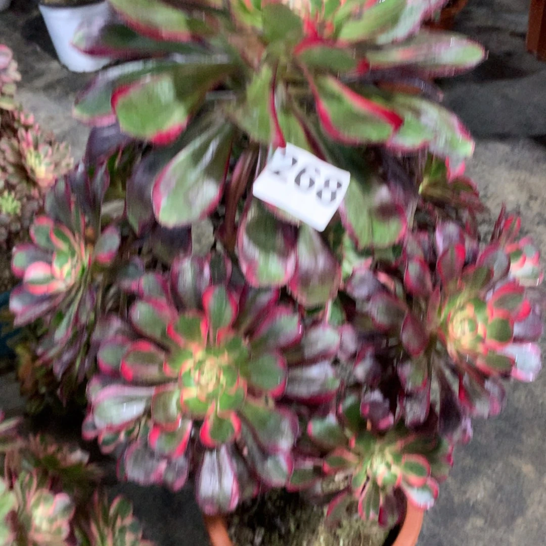 用***8丽娜268法师有巴多肉植物带保温350000