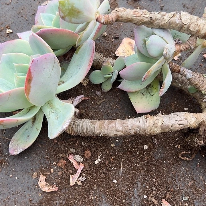 白凤凤老桩双头起。