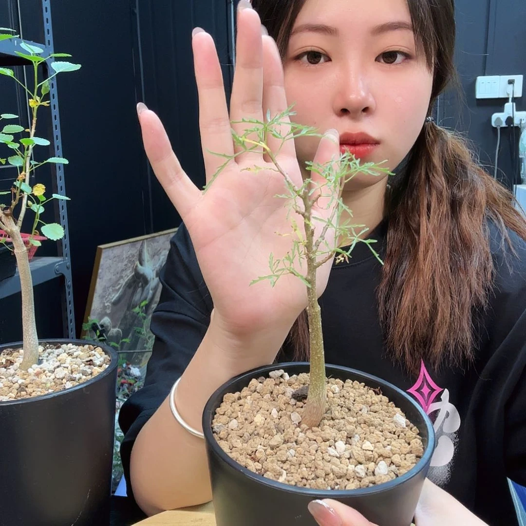 飞羽没药十二骑士