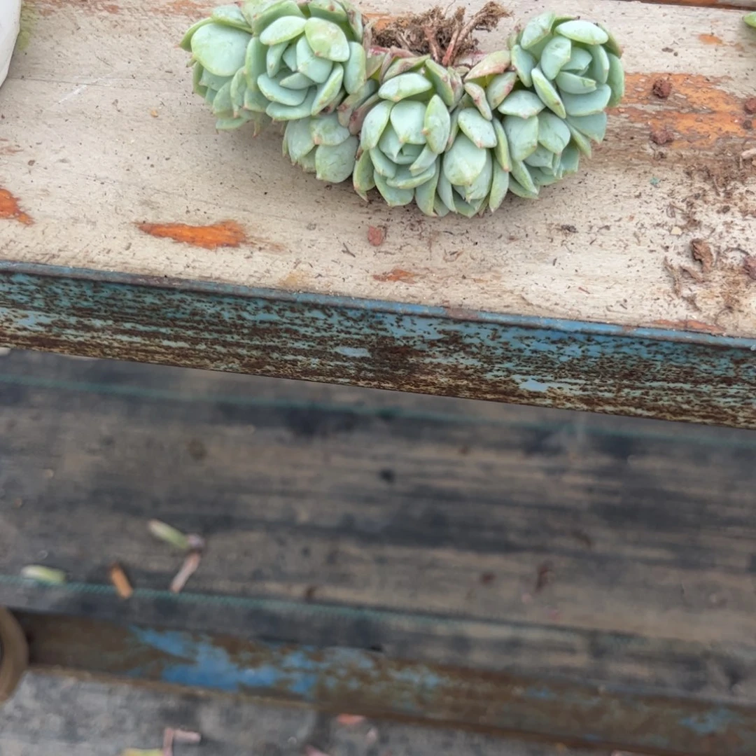 麦***1多肉植物11111111111