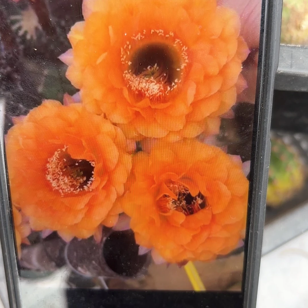 金阁金刚稳定侧牙20包邮仙人球1