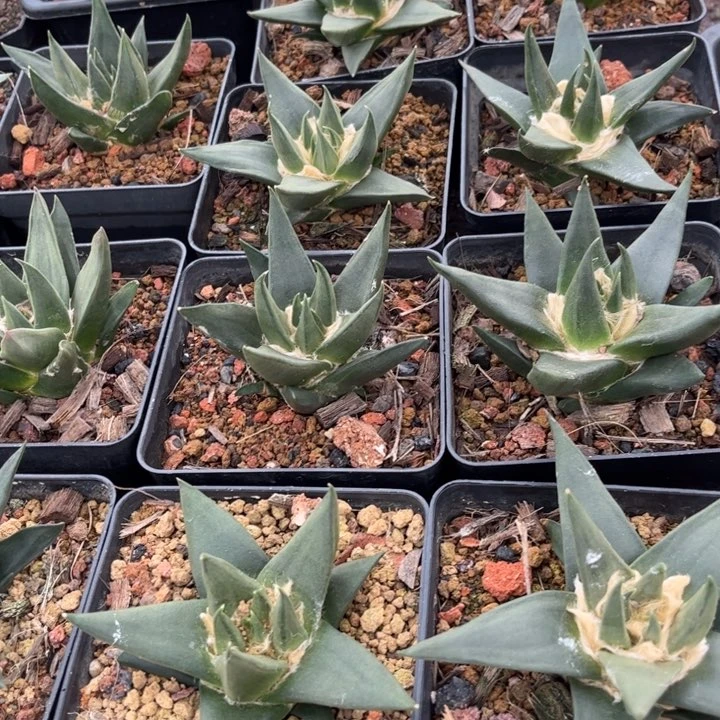 无花朵实生大龙牙牡丹